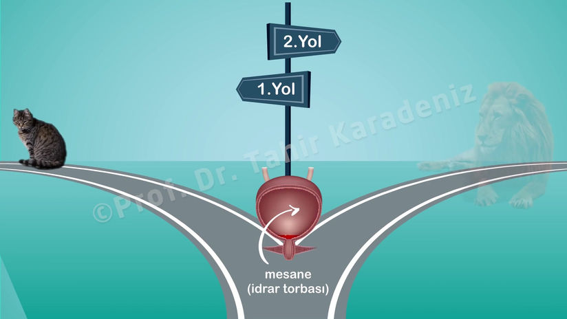 Liv Hospital - Yapay Mesane